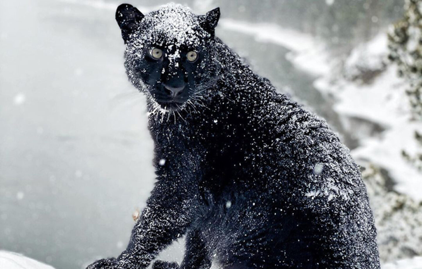 Impresionantes imágenes de una pantera negra jugando por los bosques nevados de Siberia