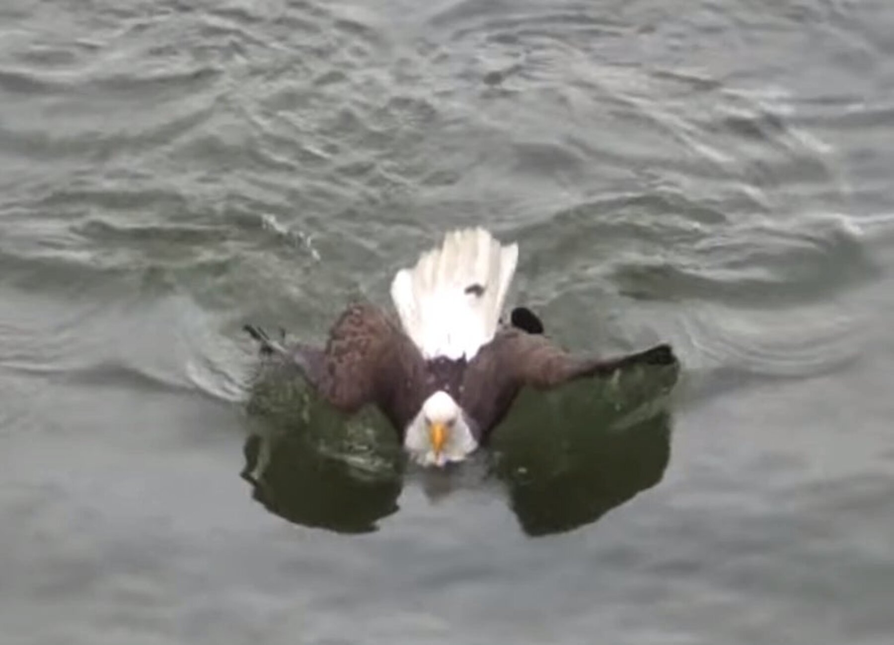 ¿Habías visto alguna vez a un águila nadando?