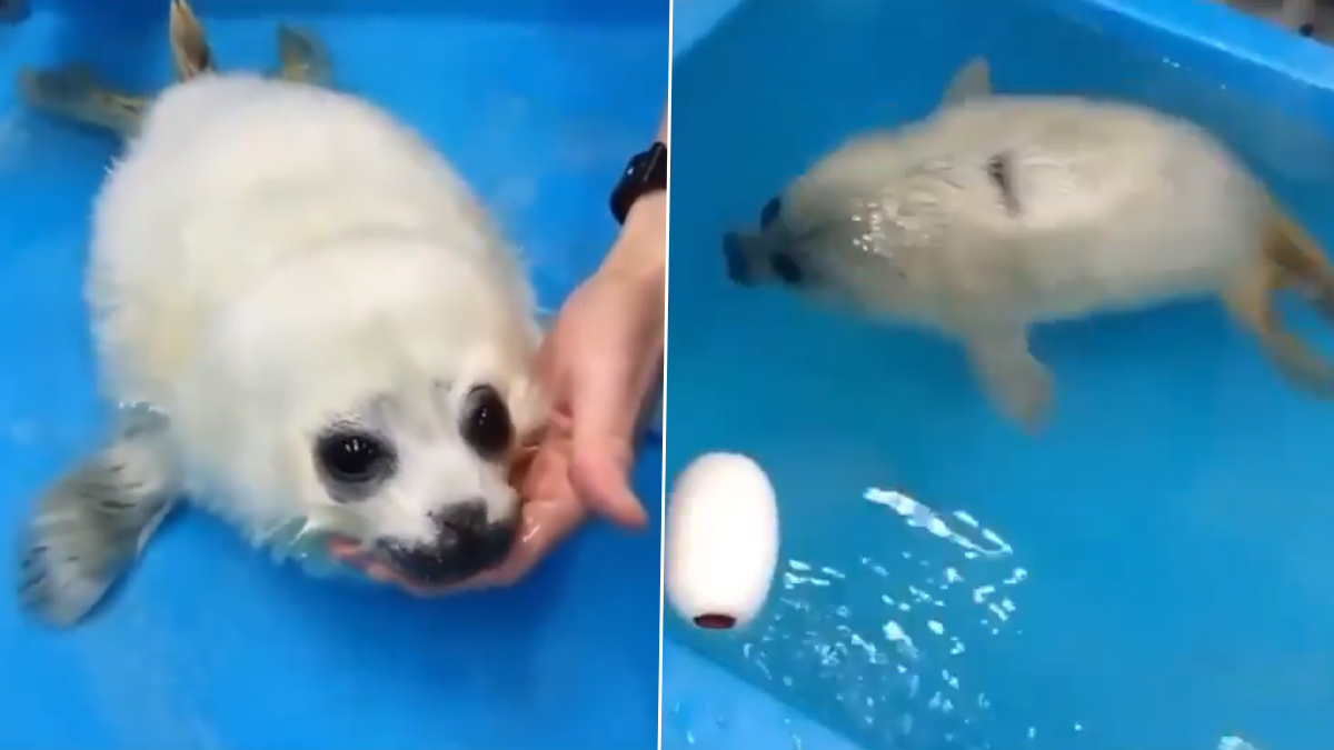 Te va a enamorar: foca bebé rescatada toma su primera clase de natación