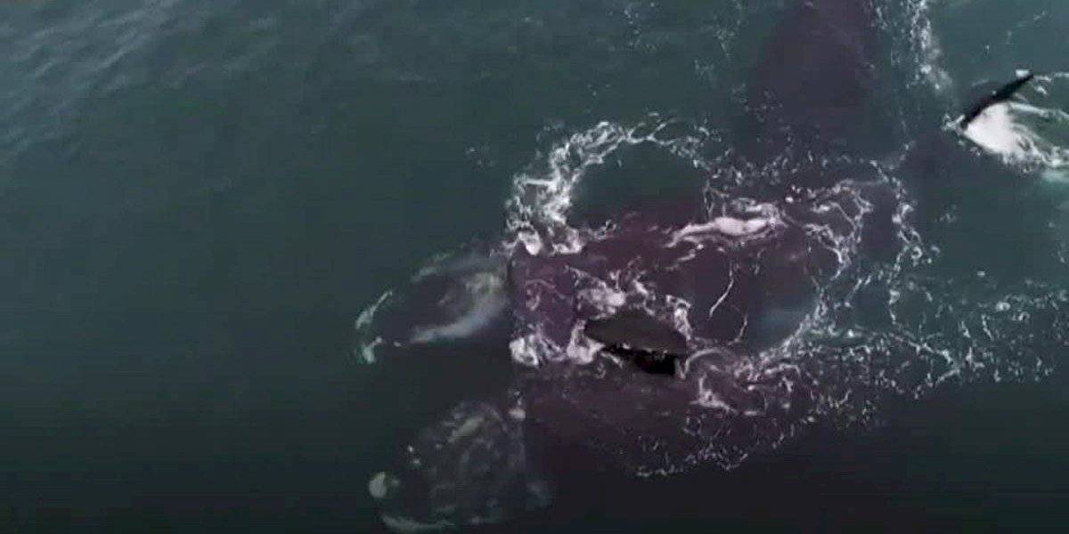 Dos ballenas en peligro de extinción «se abrazan» nadando en el Atlántico