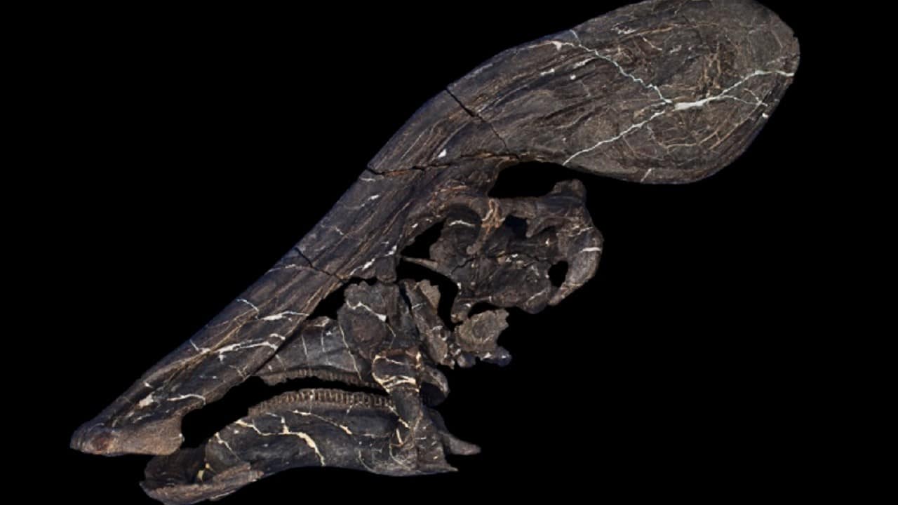 Tlatolophus galorum: la nueva especie de dinosaurio descubierta en México