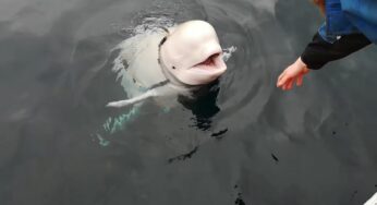 Buscan refugio para la beluga rusa acusada de espía