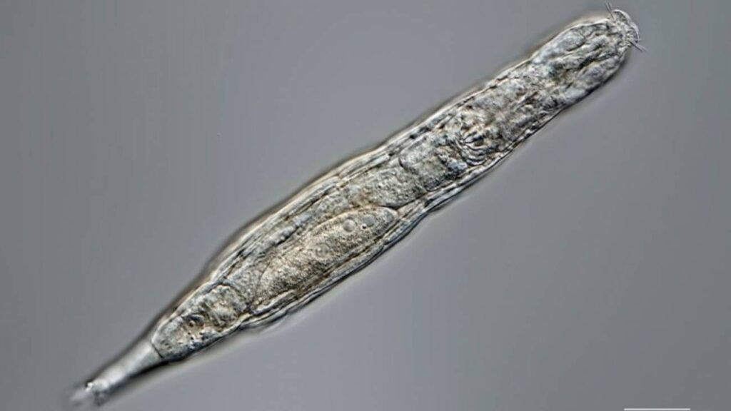 Este animal multicelular es capaz de sobrevivir tras permanecer 24.000 anos congelado
