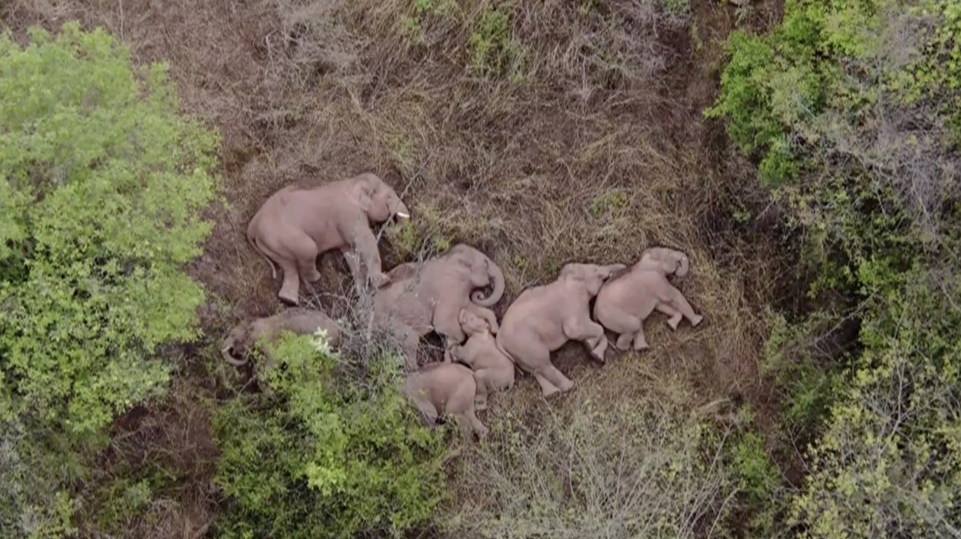 Una manada de elefantes lleva 500 km sin rumbo en China