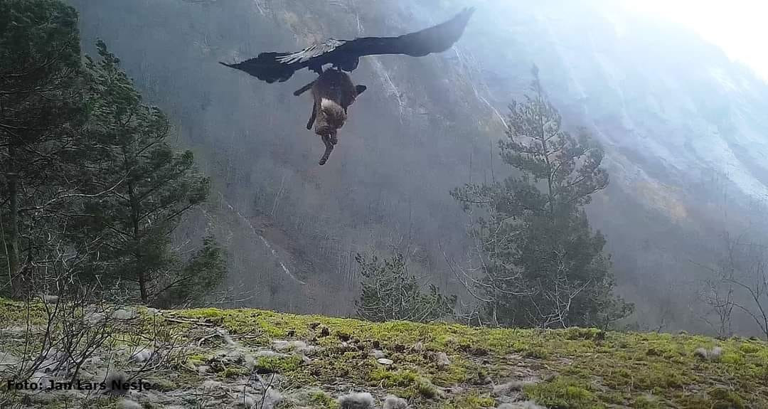 Impresionante vídeo de naturaleza: un águila se lleva volando a un zorro
