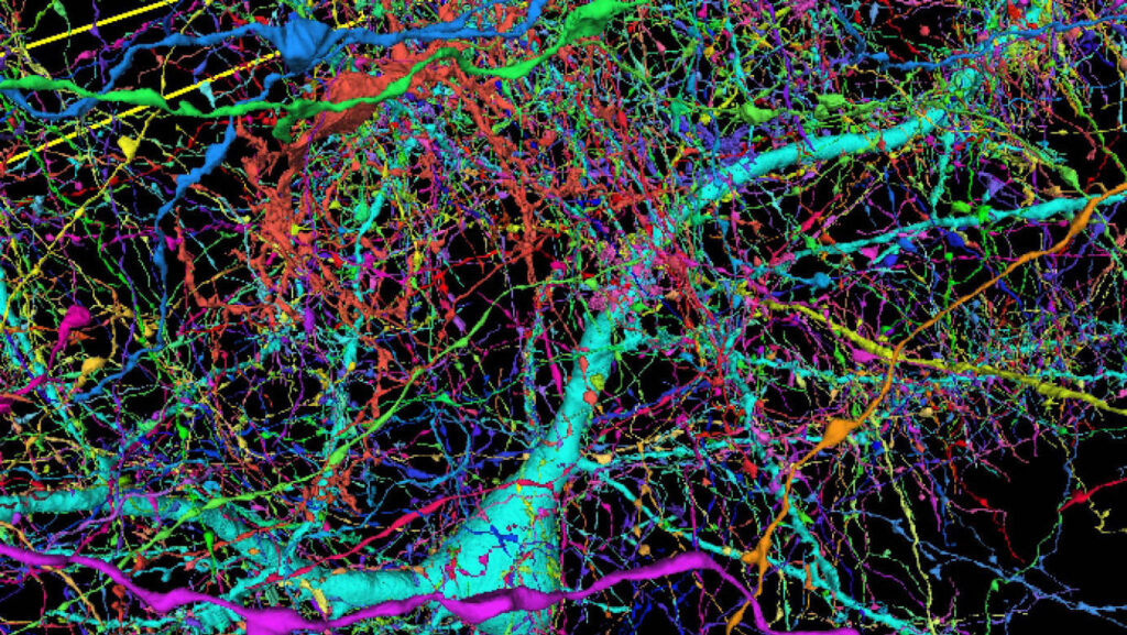 imagen 3d de una pequena seccion del milimetro cubico de cerebro google lichtman laboratory