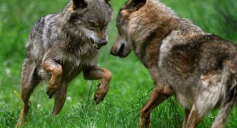 Prohibido cazar lobos en España: deja de ser una especie cinegética