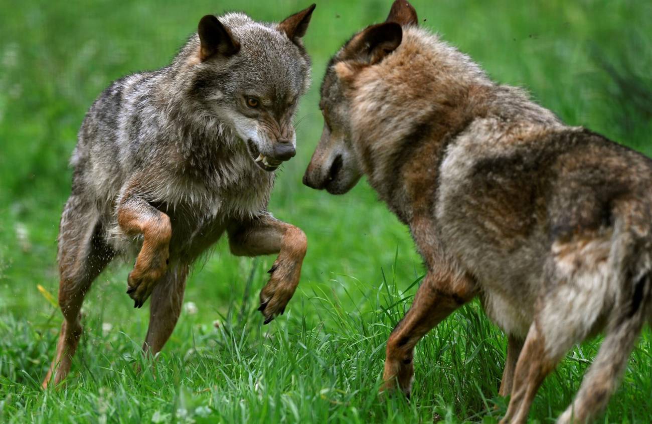 Prohibido cazar lobos en España: deja de ser una especie cinegética