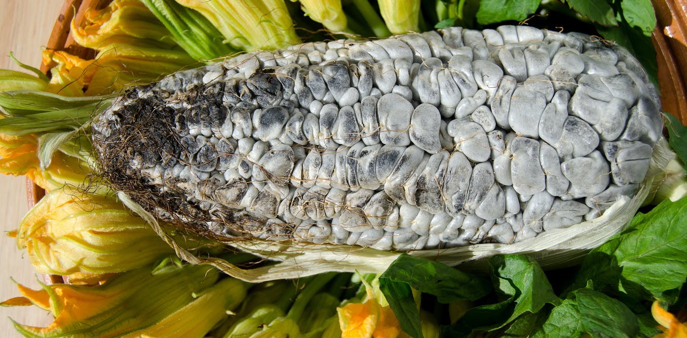 Huitlacoche: el horroroso manjar de los dioses