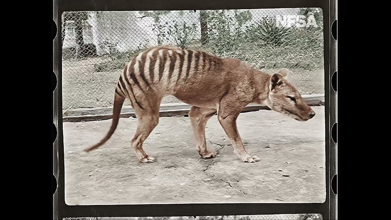 El extinto tigre de Tasmania cobra vida en nuevas imágenes a color