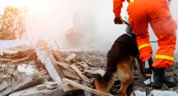 La verdad sobre si los animales pueden predecir terremotos o erupciones volcánicas