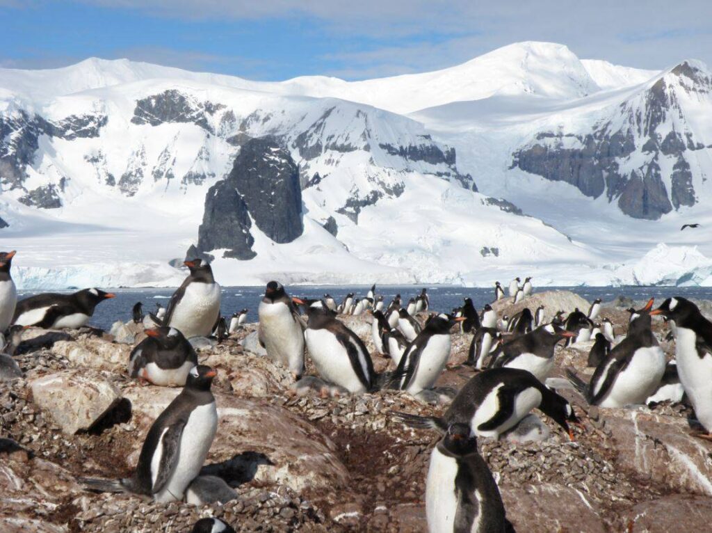 Las plumas de los pingueinos de la Antartida concentran altos niveles de mercurio
