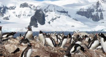 Las plumas de los pingüinos de la Antártida concentran altos niveles de mercurio