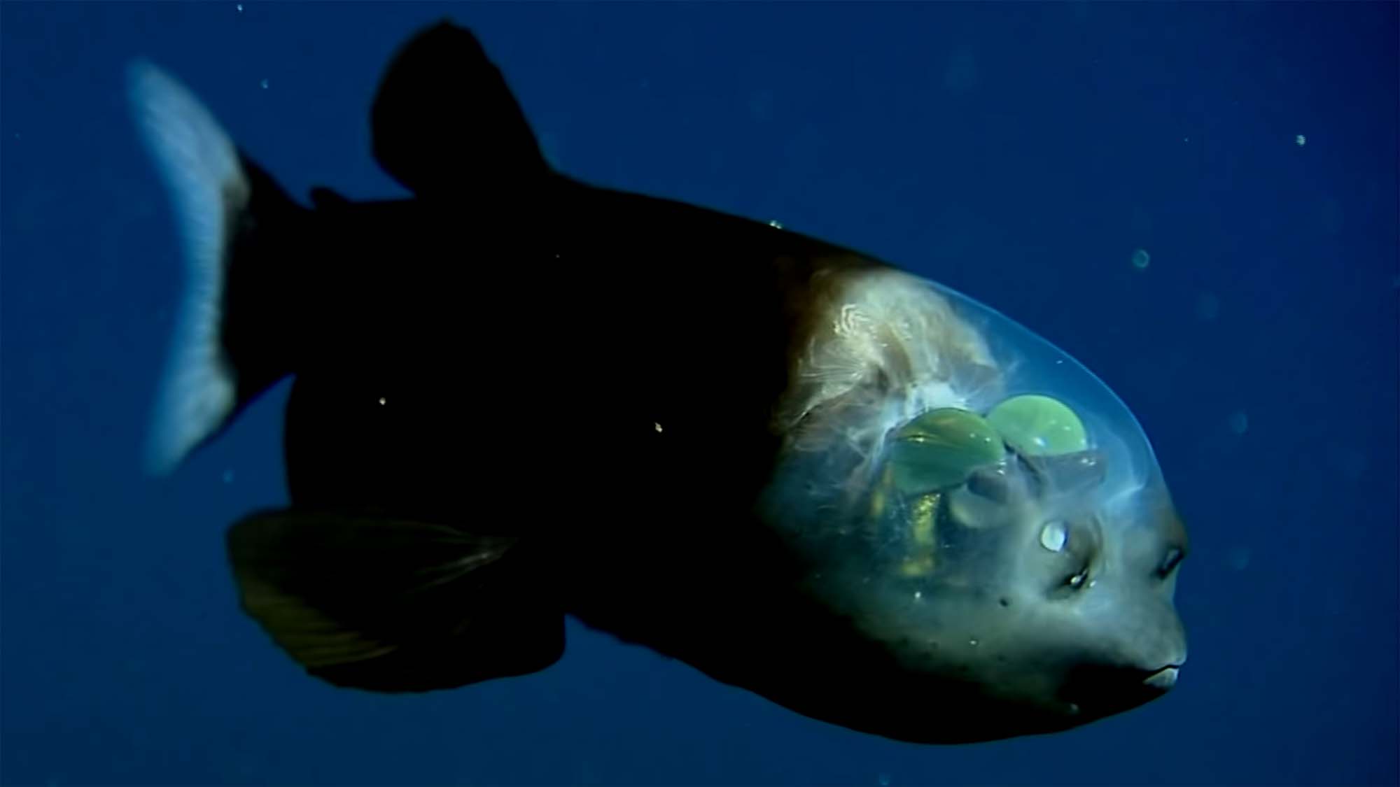 Científicos consiguen grabar un extraño pez de cabeza transparente