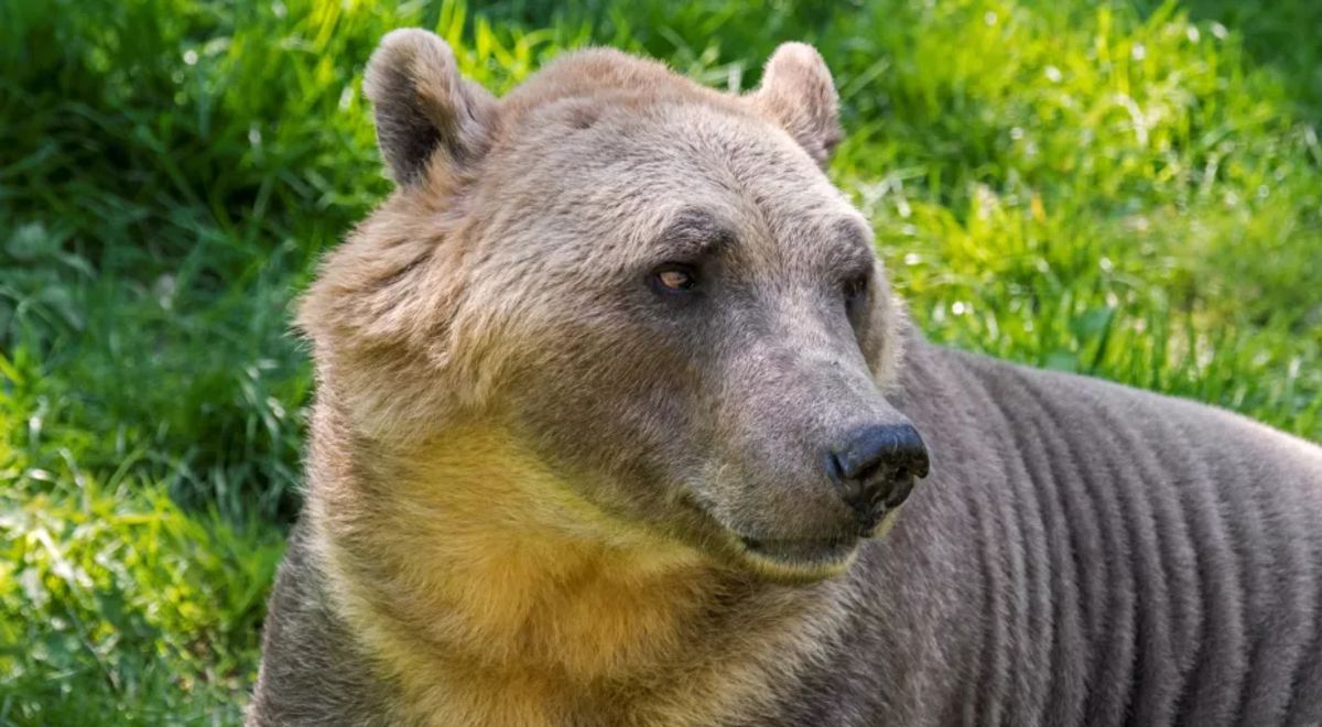 Así es el ‘grolar’: la nueva especie de oso híbrido provocada por el cambio climático