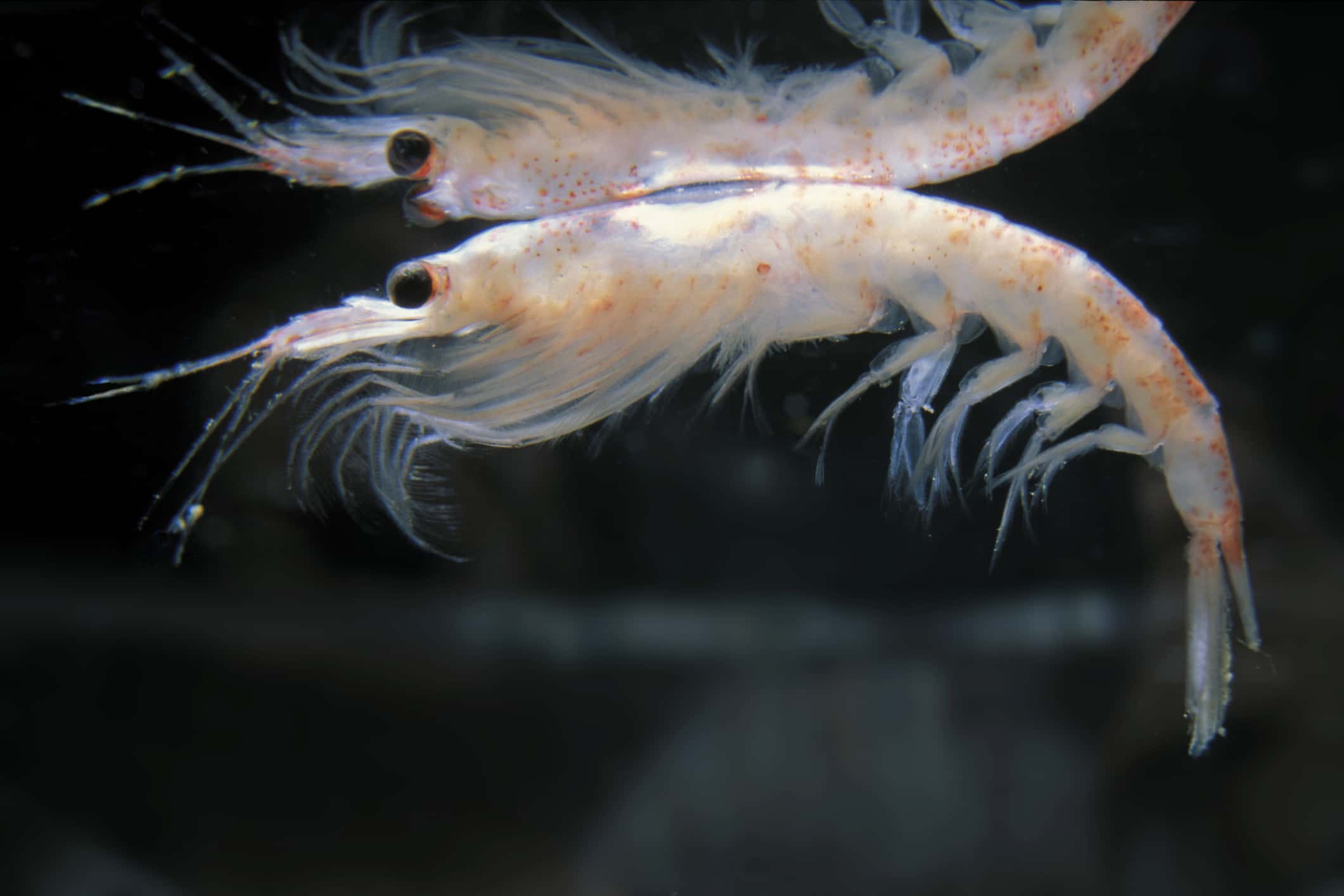«Gammarus duebeni»: los pequeños crustáceos trituradores de microplásticos