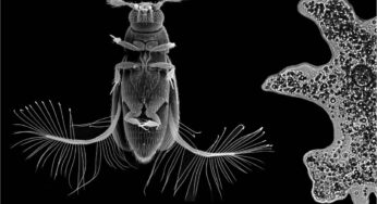 Así es el rápido vuelo de uno de los insectos más pequeños del mundo