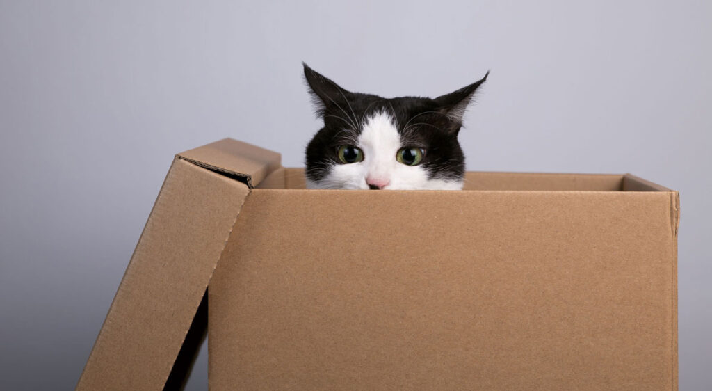 caja carton gato