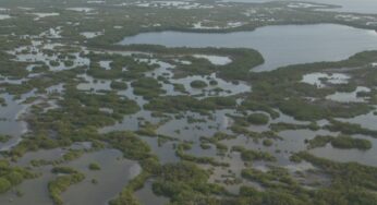 Proteger los manglares puede ahorrarnos millones de dólares al año en inundaciones