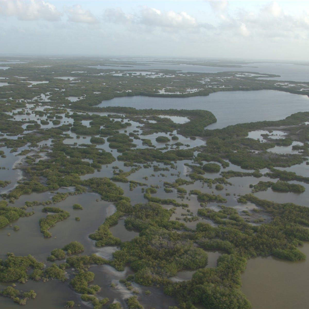 Proteger los manglares puede ahorrarnos millones de dólares al año en inundaciones