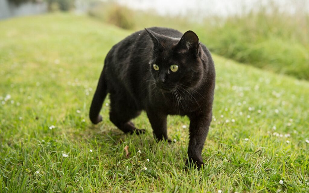 gatos negros 1