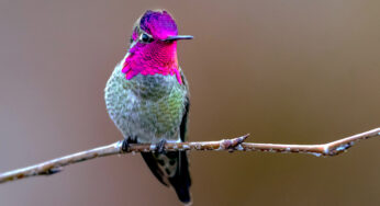 El secreto de las plumas iridiscentes en los colibríes