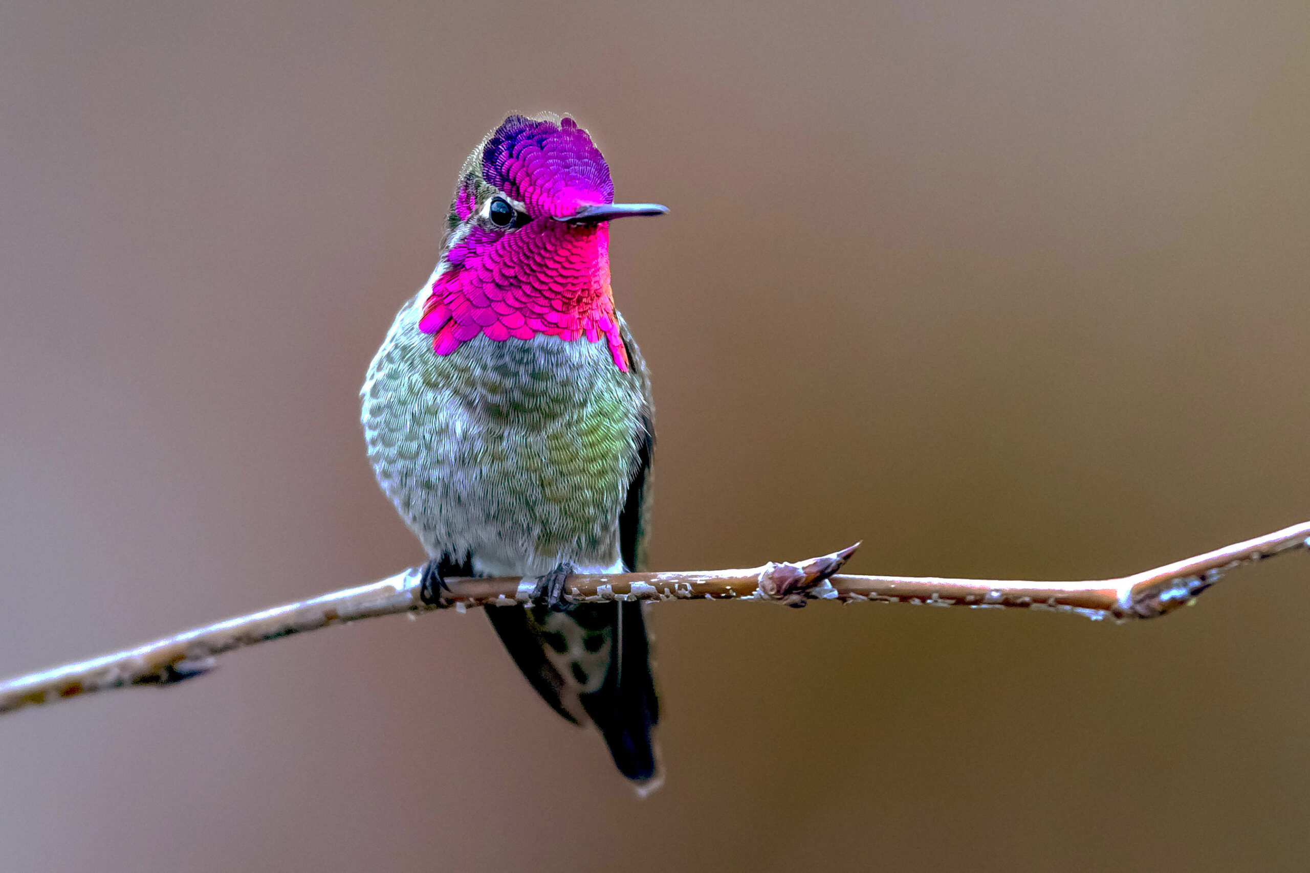 El secreto de las plumas iridiscentes en los colibríes