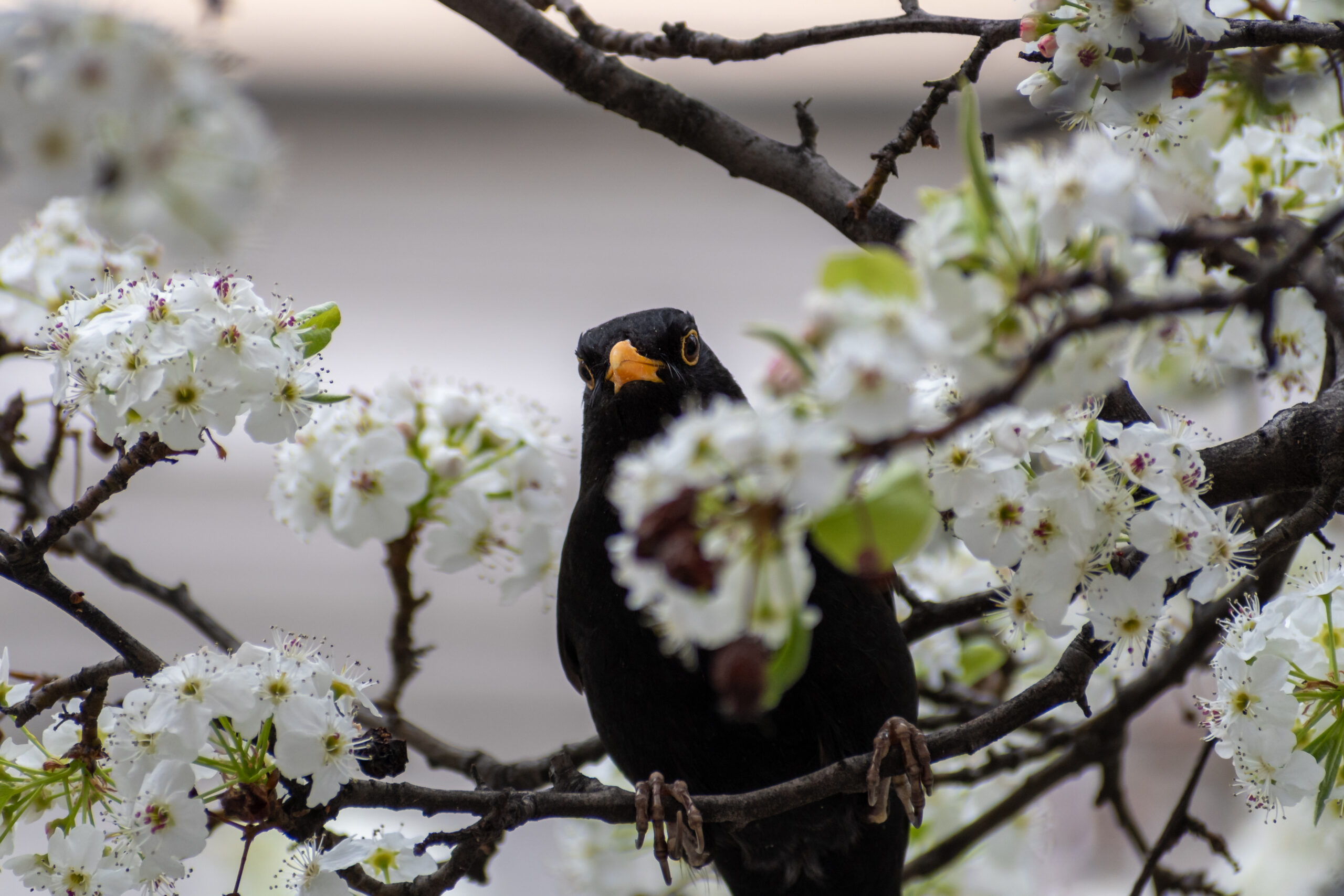 El mirlo: el ave con uno de los cantos más bonitos de la naturaleza