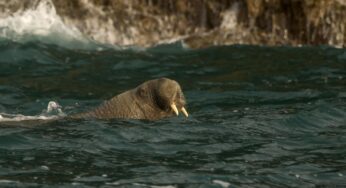 La morsa que se quedó dormida en un iceberg en el Ártico y despertó en Irlanda