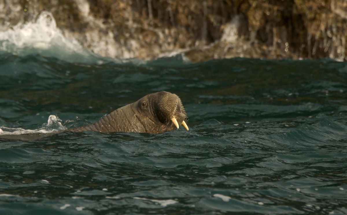 La morsa que llegó a Irlanda en un iceberg desaparece tras el acoso de  turistas - National Geographic en Español