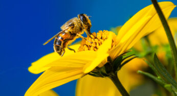 El sofisticado cerebro de las abejas