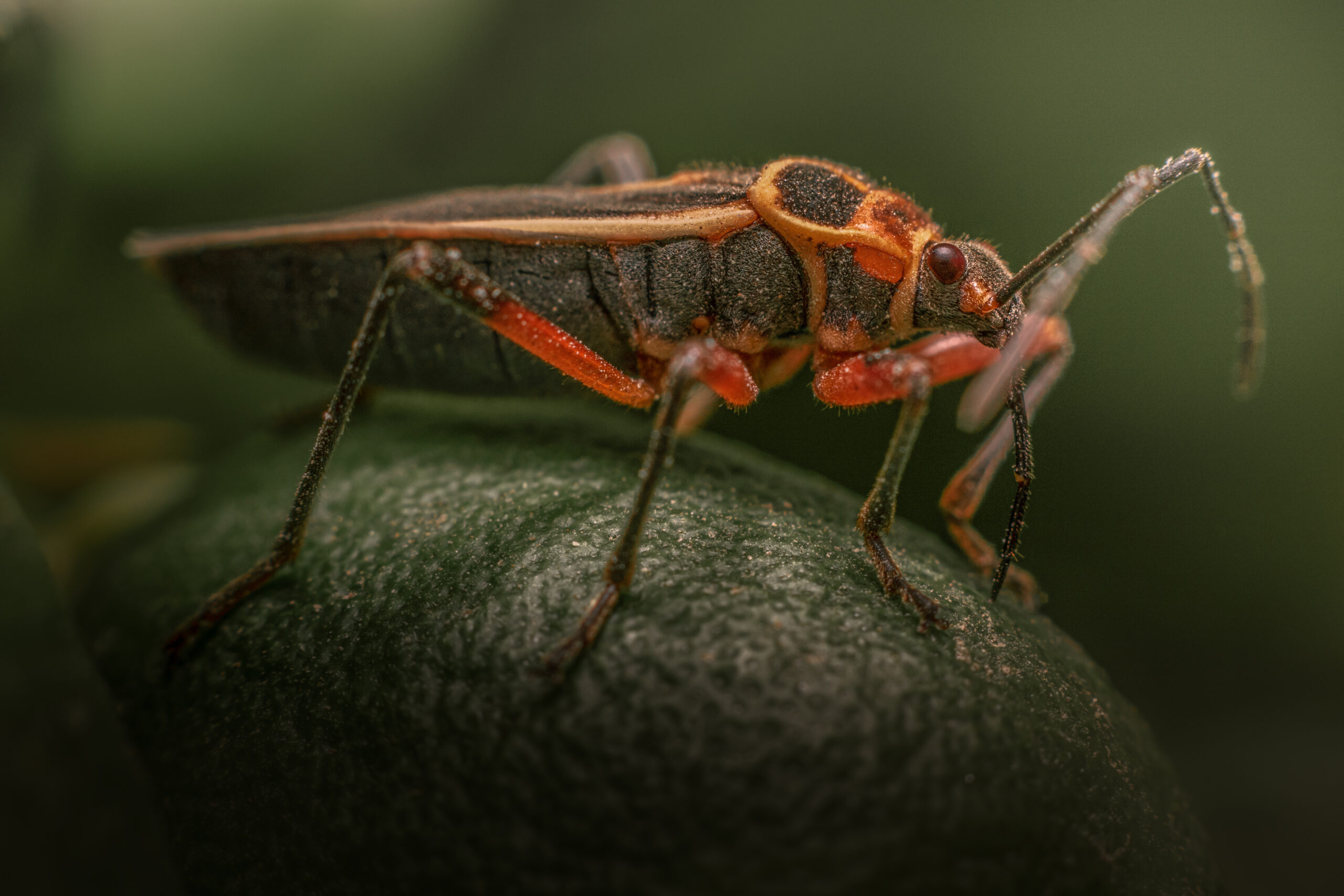 Cómo los insectos ayudan a resolver crímenes en la vida real