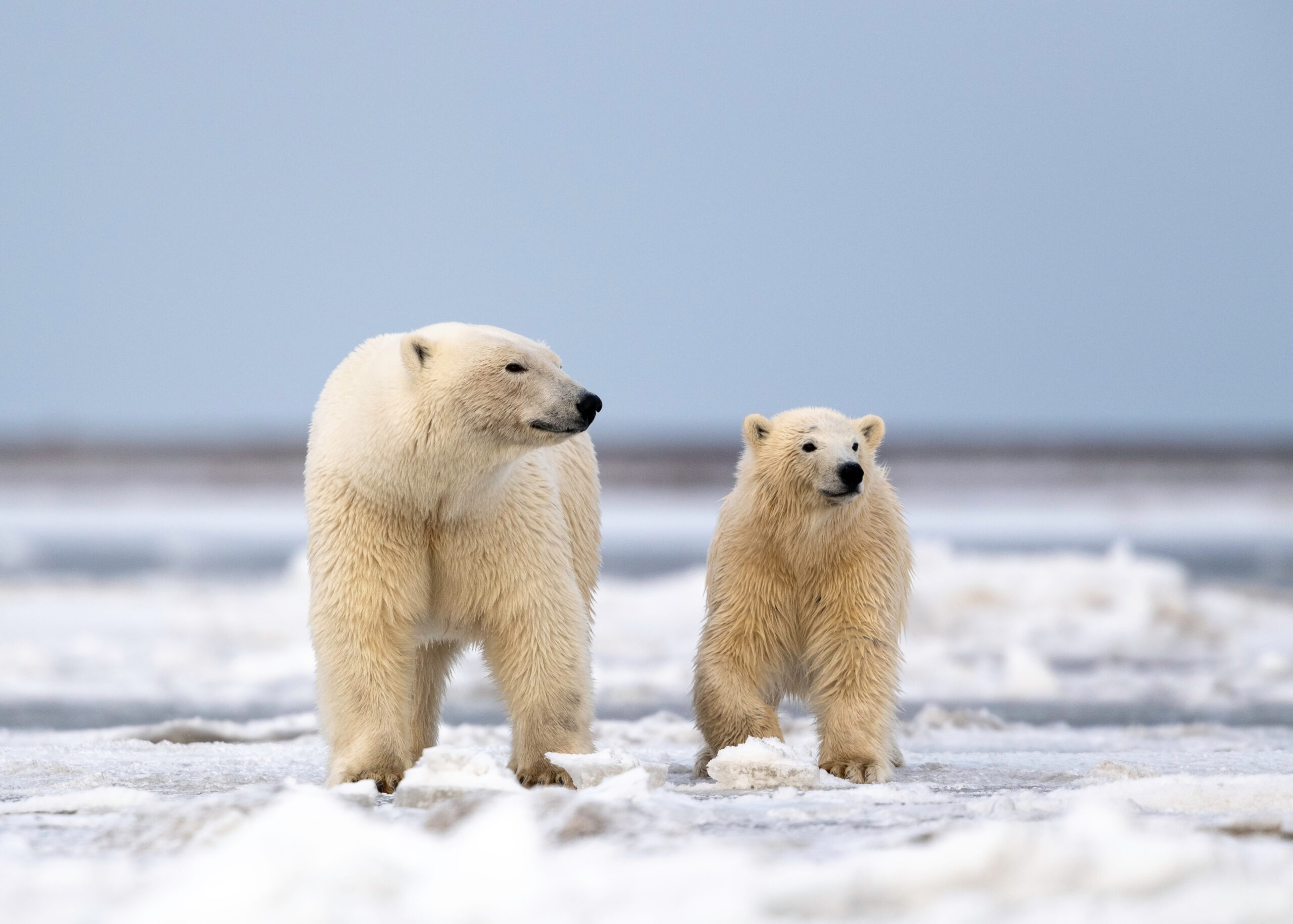 Descubren una población de osos polares viviendo en lugar sorprendente