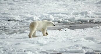 Los osos polares, en riesgo de morir de hambre por veranos más largos