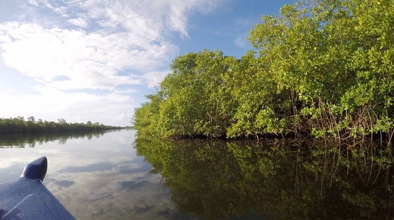 w sampling sites mangroves in Guadeloupe Hugo Bret