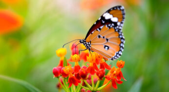 Las mariposas monarca y los esturiones engrosan la lista roja de especies amenazadas