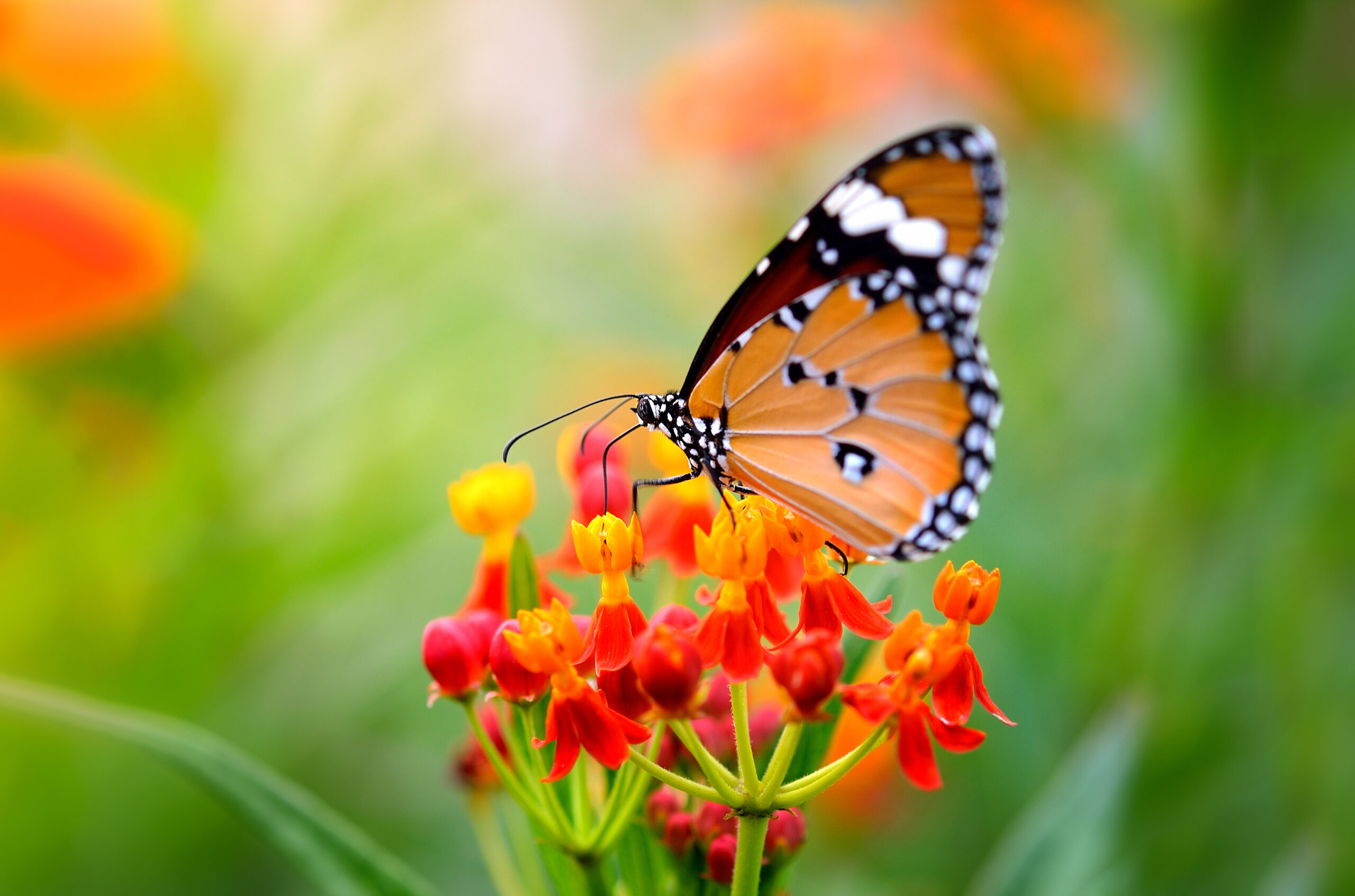 Las mariposas monarca y los esturiones engrosan la lista roja de especies amenazadas