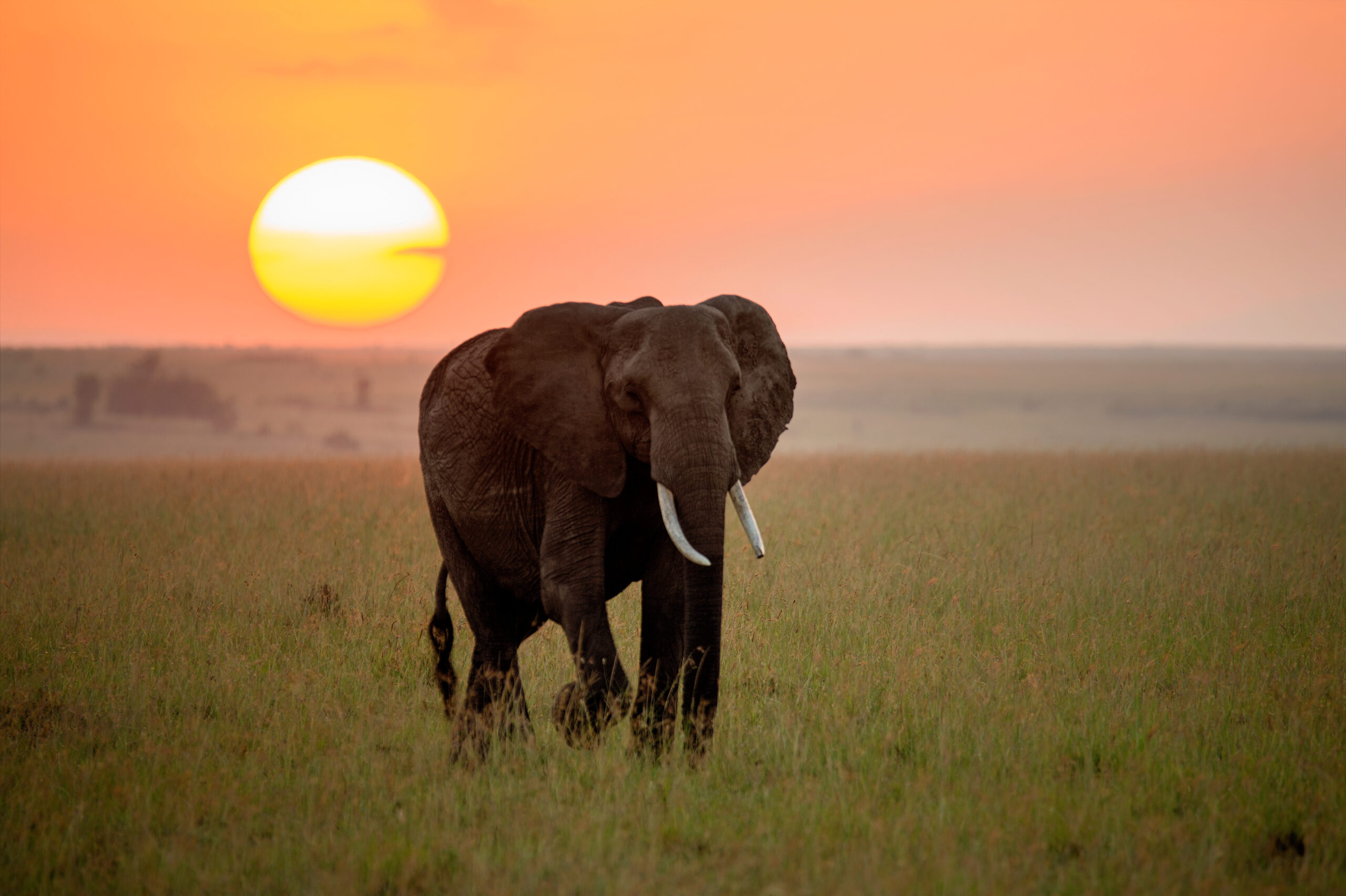 La genética de los elefantes explicaría por qué estos animales apenas tienen cáncer