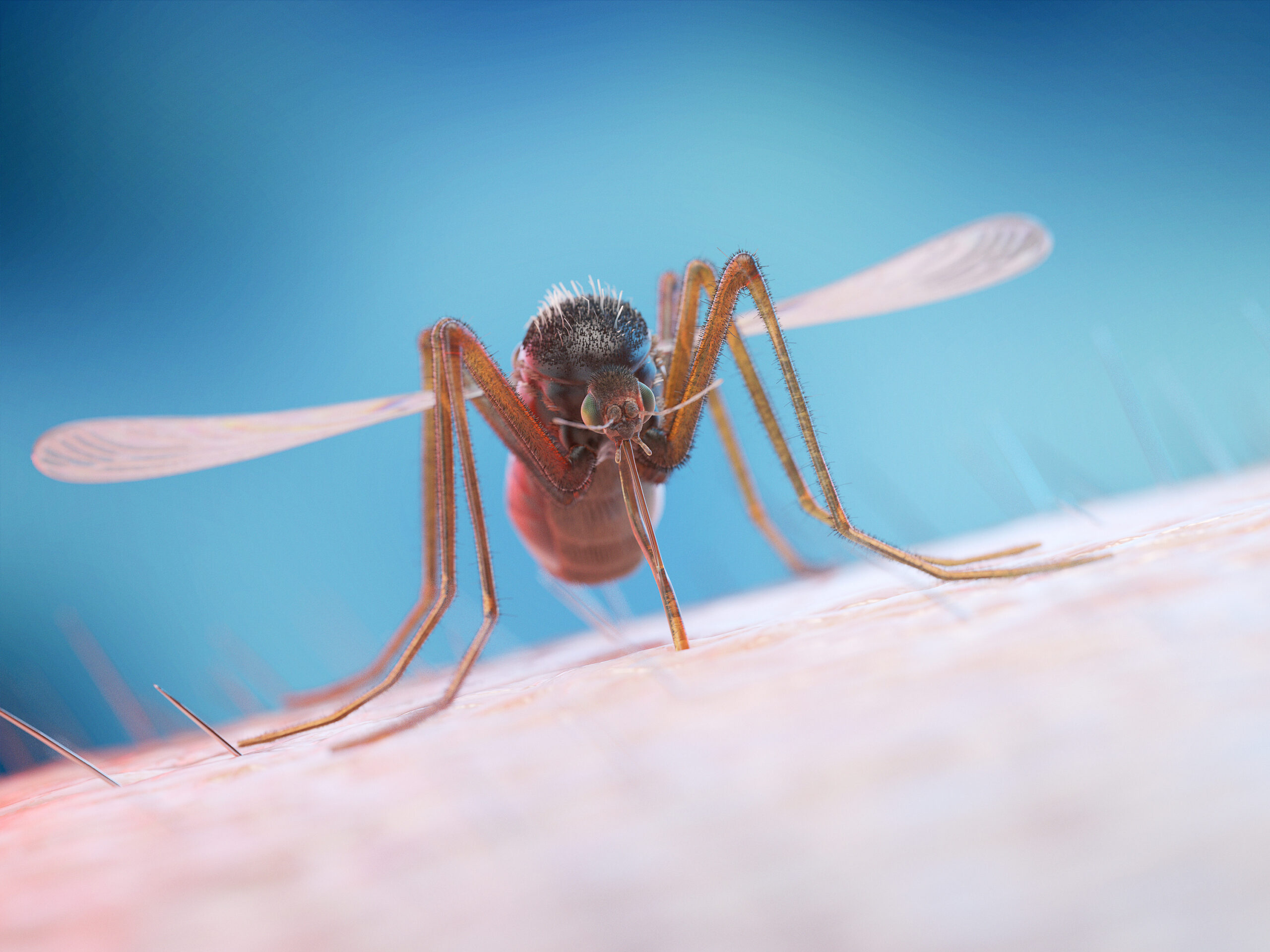 Por qué los mosquitos nos pican a unos más que a otros: la ciencia lo explica