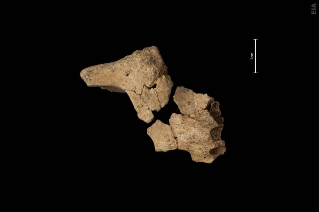 Hallada la cara del primer europeo en Atapuerca 1
