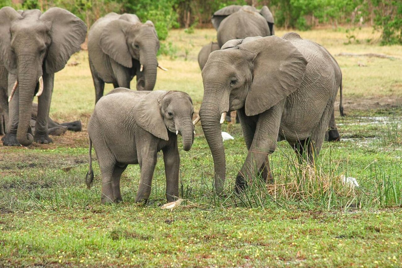 La genetica de los elefantes explicaria por que estos animales apenas tienen cancer