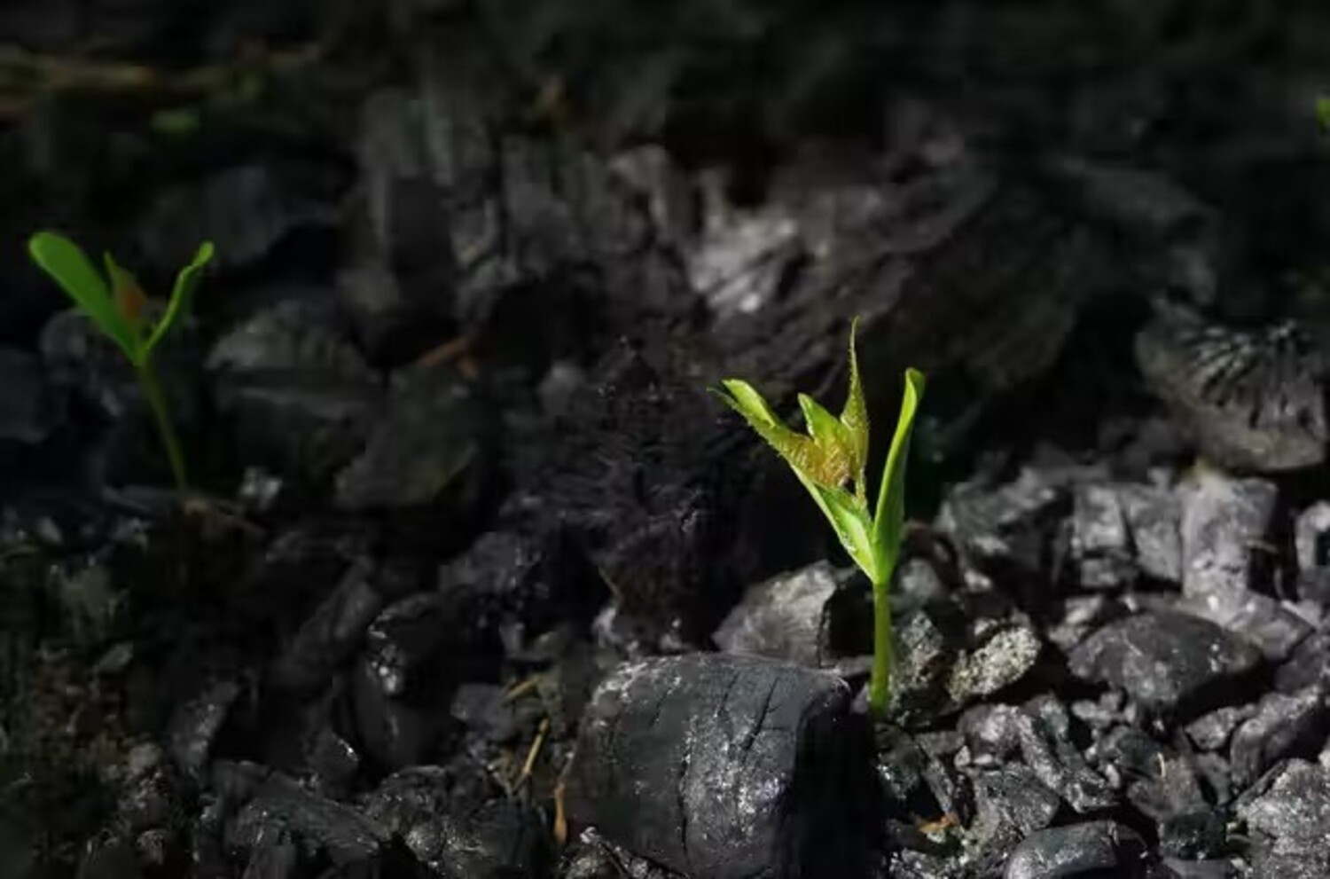 De crecer bajo tierra a autopodarse: los secretos de las plantas para sobrevivir a las llamas