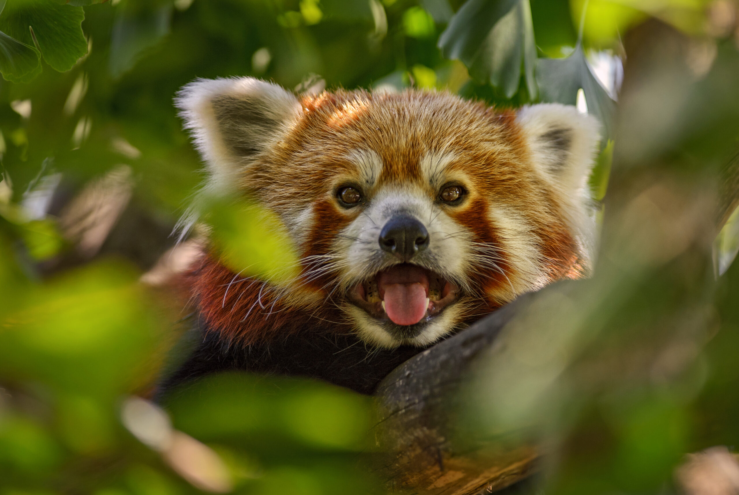 El panda rojo: el animal más hermoso del Himalaya