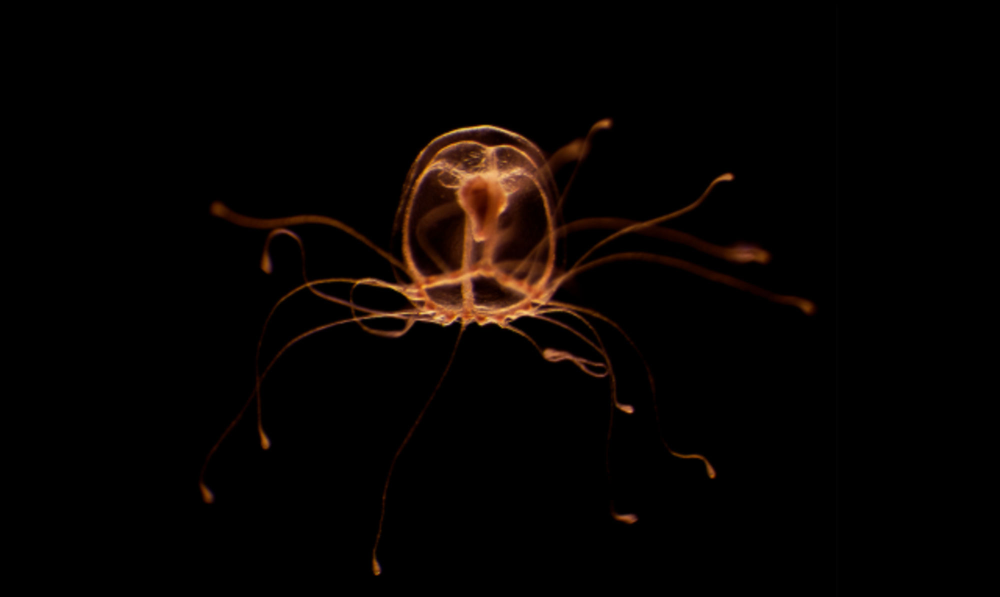 La eternidad biológica: los viajes en el tiempo de la medusa inmortal