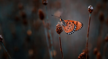 Las mariposas y el cambio climático: adaptarse o morir