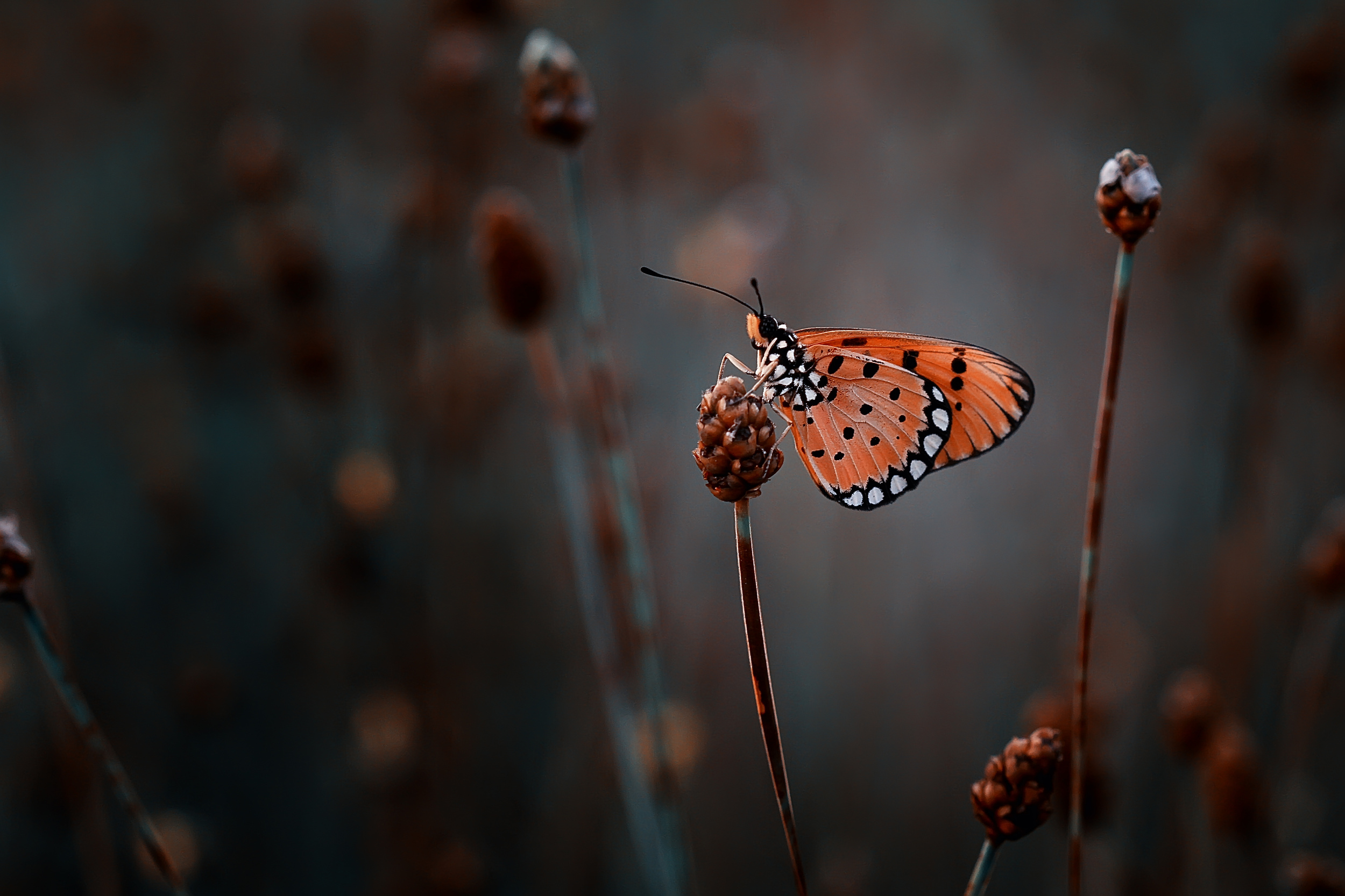 Las mariposas y el cambio climático: adaptarse o morir