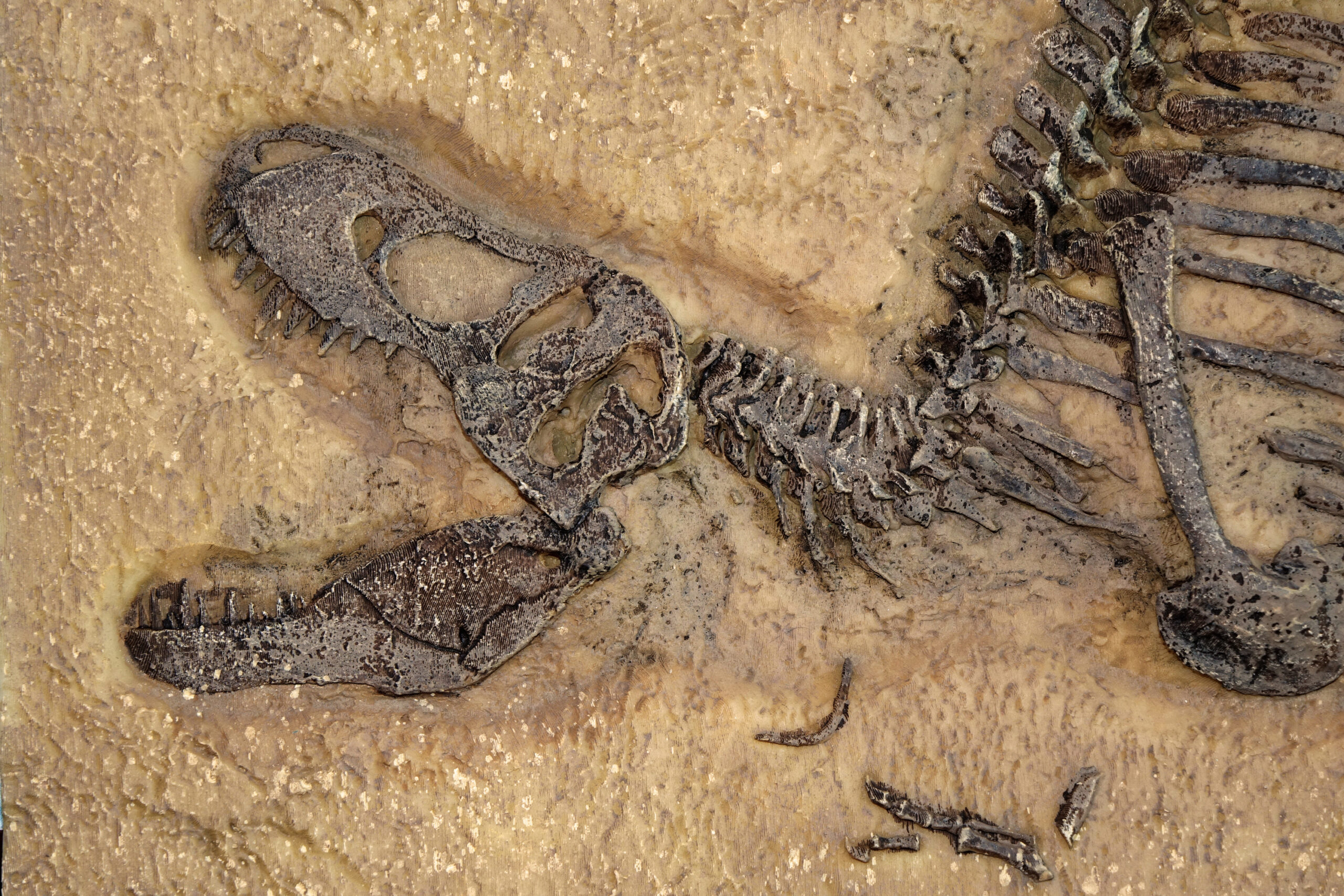 Insólito descubrimiento: así es el primer fósil de un dinosaurio devorando a un mamífero