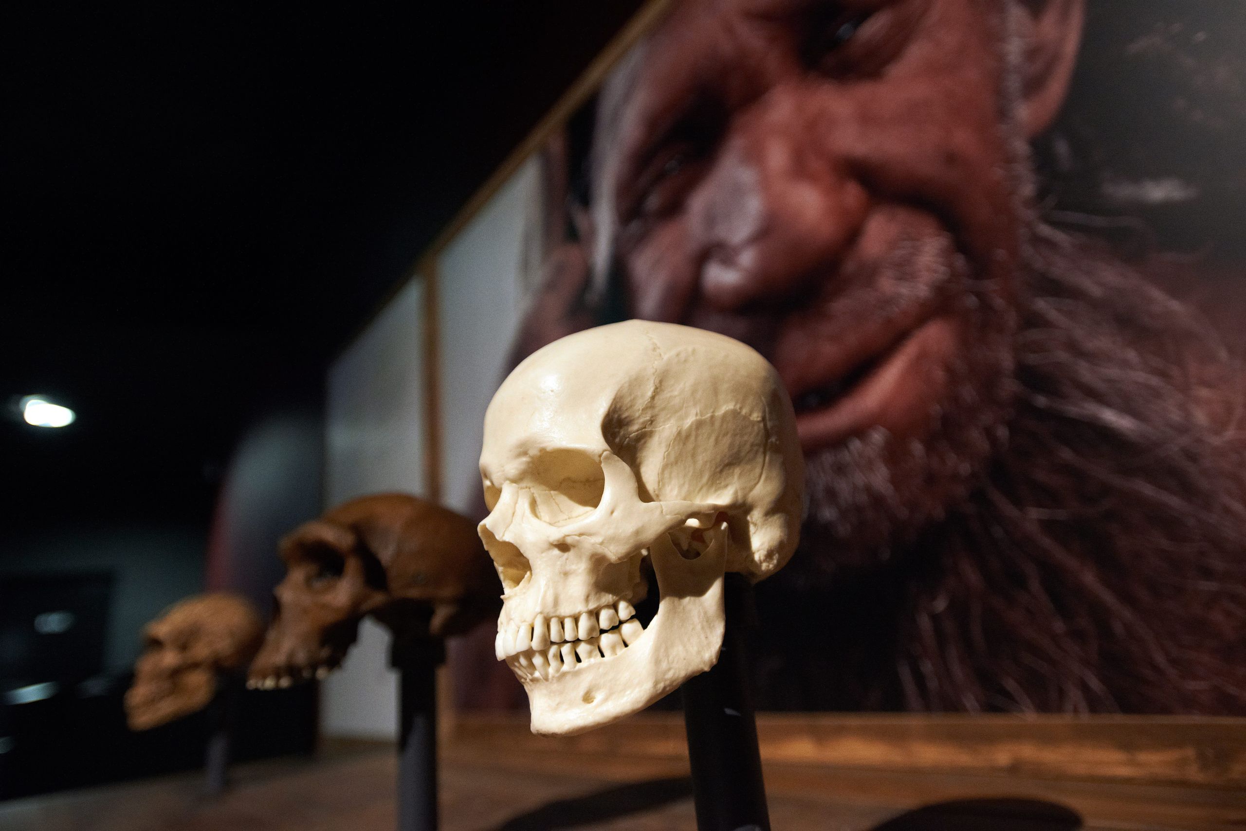 Desvelando el misterio de la desaparición de los Neandertales