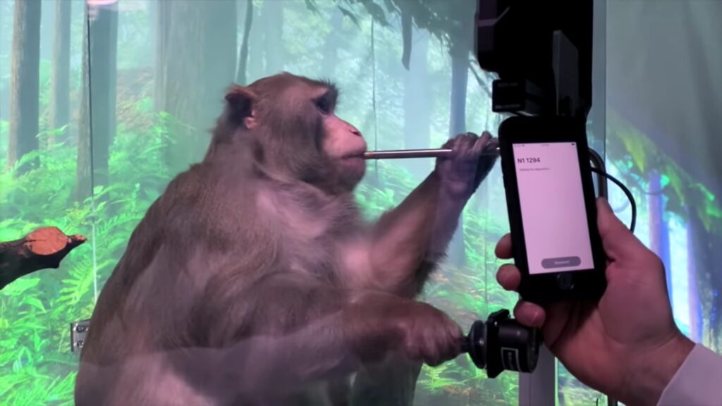 Un mono con un implante cerebral de Neuralink jugando al Pong con su mente