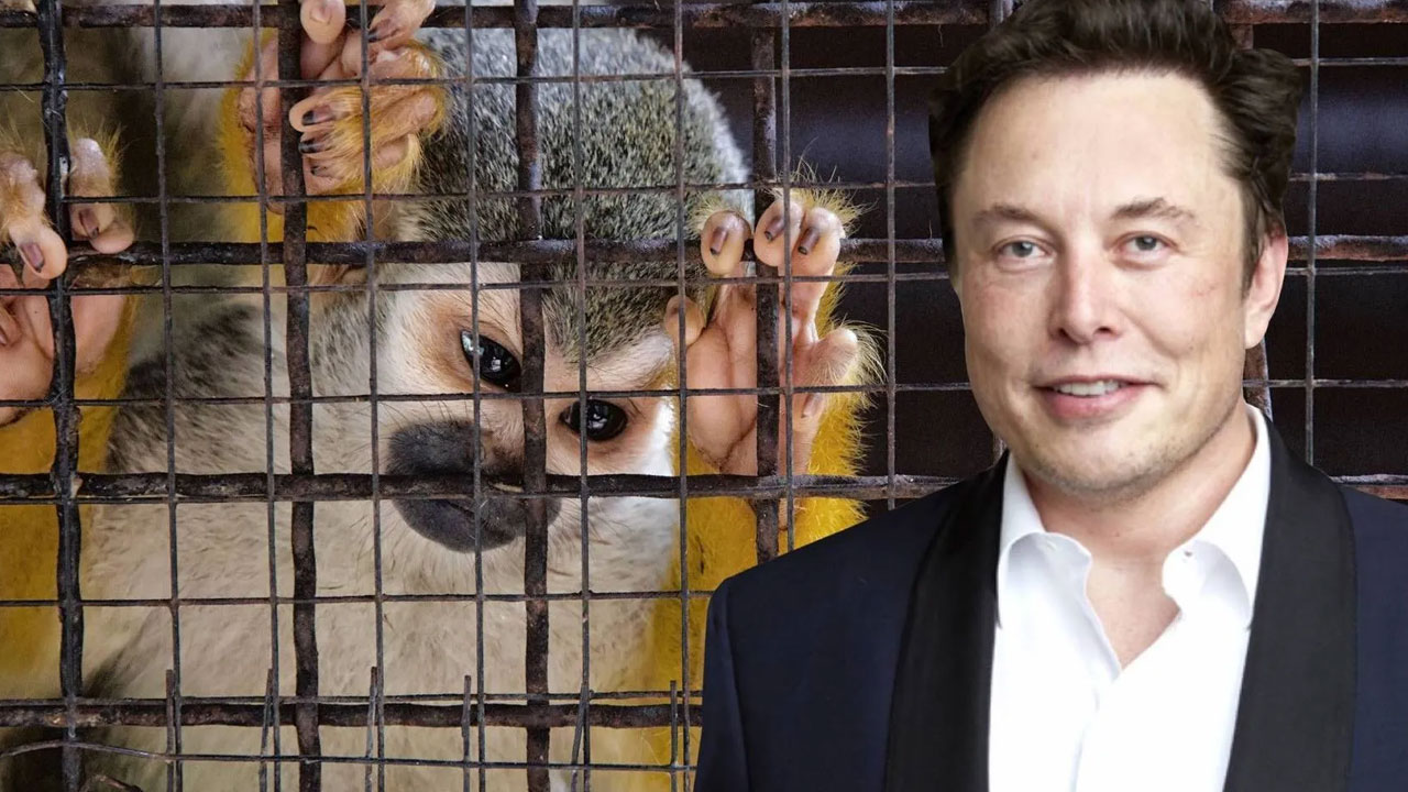 Composición de Elon Musk y los monos usados en su laboratorio investigado por maltrato animal